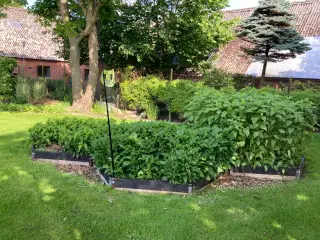 Jordskokker 6 sorter alle vinterhårdfør