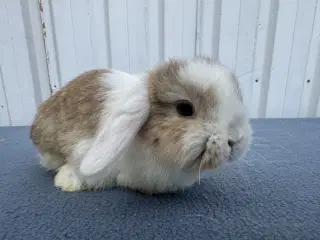 Mini lop hankanin