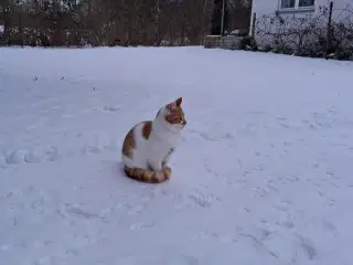 Stor killing sælges