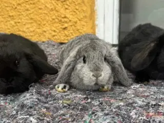 Han Dværgvædder unger sælges - klar nu 