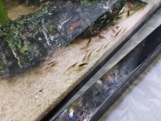 Ferskvands rejer fra  akvarium 