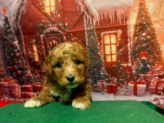 Maltipoo før jul ? 