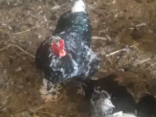 1.5 sorthvidplette brama 