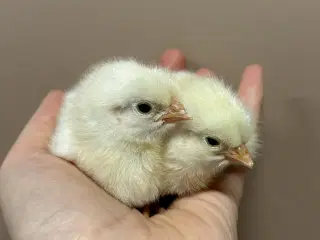 Daggamle wyandotter og sussex kyllinger