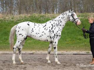 Unik KNN hingst tilbyder naturlig bedækning 