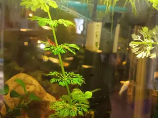 Molly og guppy unger akvariefisk 