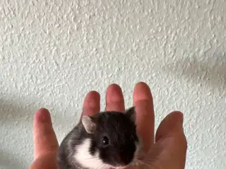 Hamster hun 
