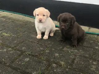 Labrador hvalpe 5 uger