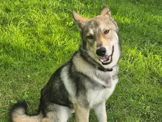 Tjekkoslovakisk ulvehund/Husky