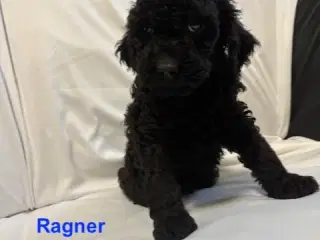 Cockapoo   Hvalpe - 4