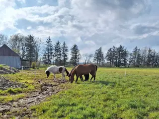 Pony søges 