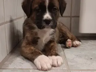 Australian shepherd/Boxer - fantastiske hvalpe!