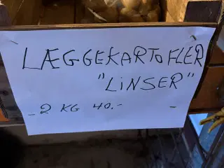 Læggekartofler