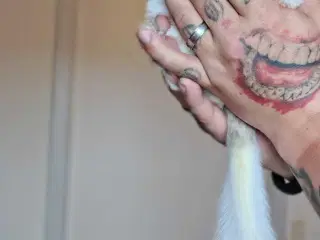 4 hunner 1 han (Chinchilla Familie)🐿️