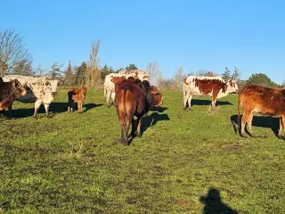 Zebu sælges 2 kvie kalve og en tyr