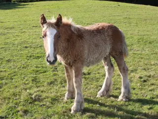 Jydsk hest - 1 år