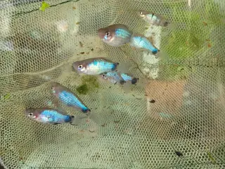 Blå platy ungfisk