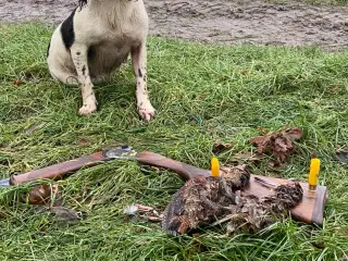 Ft springer spaniel hvalpe 