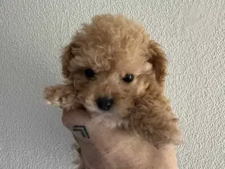 🐾maltipoo miniature 🩷💙🐾