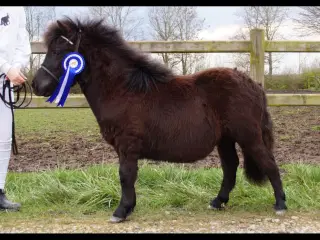 Shetlandspony 
