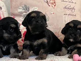 🌸Søde & Dejlige Bichon Havanais 🌸