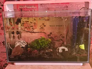 akvarium inklusiv fisk