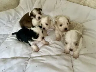 Allergivenlig Shih Tzu / Bichon Havanais