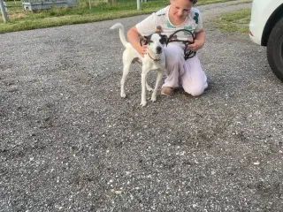 Dansk svensk Gårdhund 