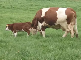 Simmentaler 