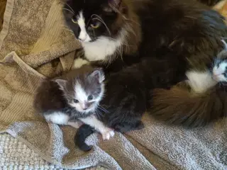 Mainecoon uden stamtavle 