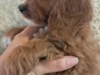 Lille fin pige, cavapoo 