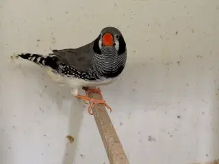 Zebrafinker 