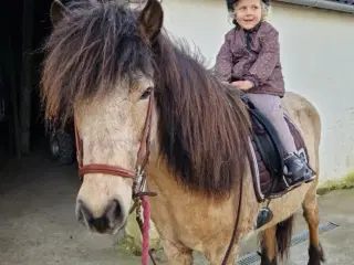 Smuk hoppe i sin bedste alder 