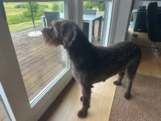 Ruhår hønsehund hvalpe