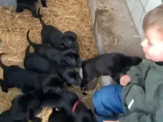 8 søde labradoor valpe leder efter et nyt hjem den