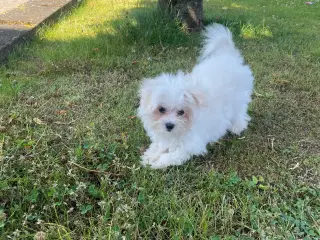 Mini malteser