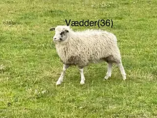 Spælsau