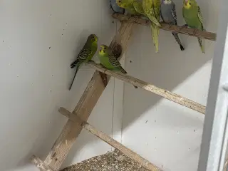 Australske undulater 