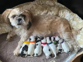 Boomer (Shih Tzu / Malteser)