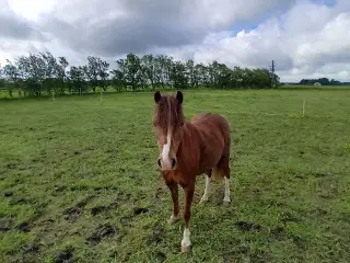 Welsh pony 