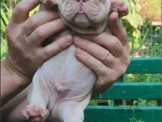 Franske bulldogs