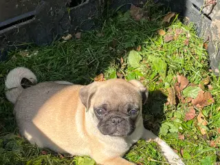 Mops hvalpe 