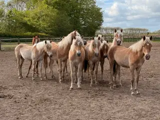 Haflingere