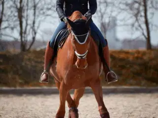 Super pris ! Super skøn hest 