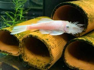Snow white ancistrus 