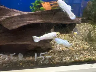 Snow White guppy