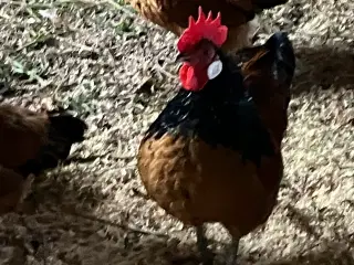 Rugeæg 
