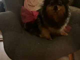 Super sød tæve på 4 år 
