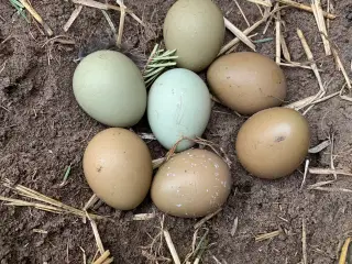 Fasan æg