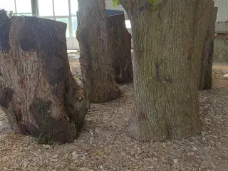 Træ til skulptur skæring